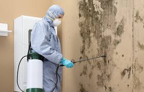  Montrose, MN Mold Removal & Remediation Pros